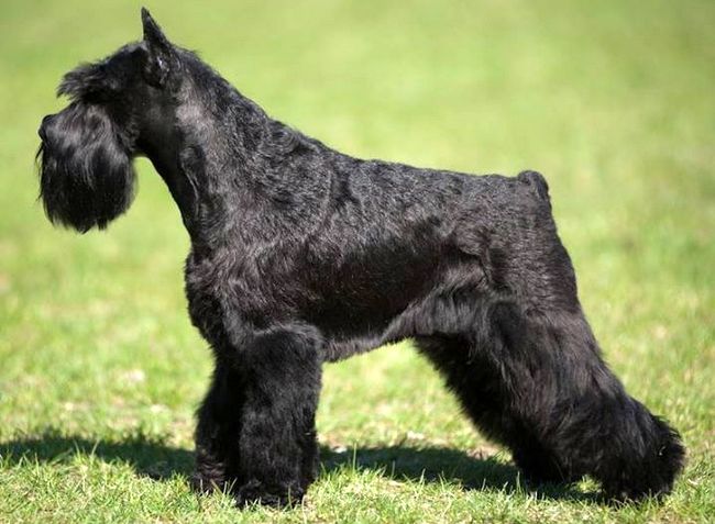 sznaucer charakterystyka i pielęgnacja