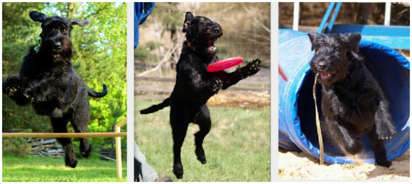 sznaucer olbrzym charakterystyka i pielęgnacja