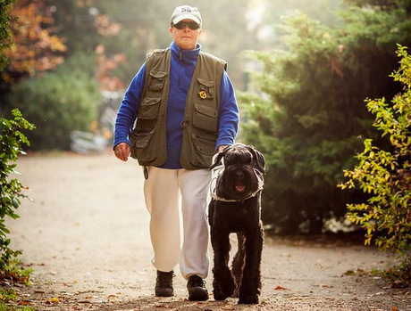 sznaucer olbrzym charakterystyka i pielęgnacja