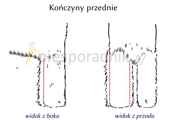 sznaucer pielęgnacja