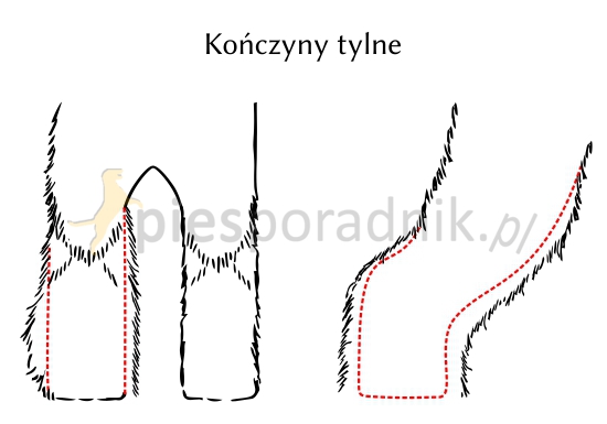 sznaucer pielęgnacja