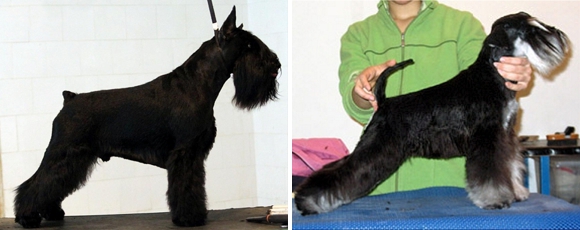 sznaucer pielęgnacja