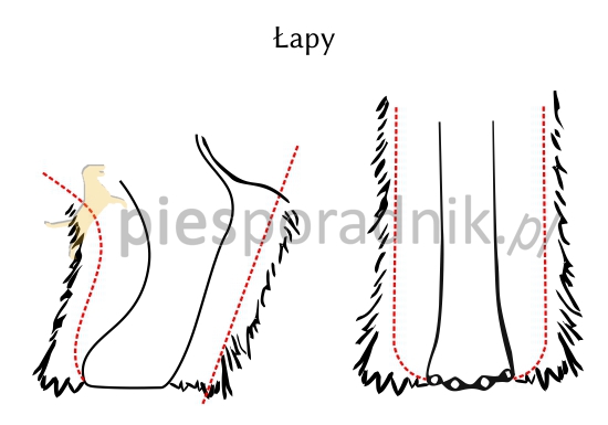 sznaucer pielęgnacja
