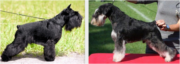 sznaucer pielęgnacja