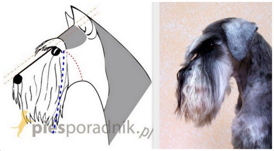 sznaucer pielęgnacja