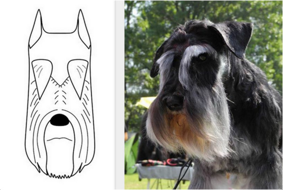 sznaucer pielęgnacja