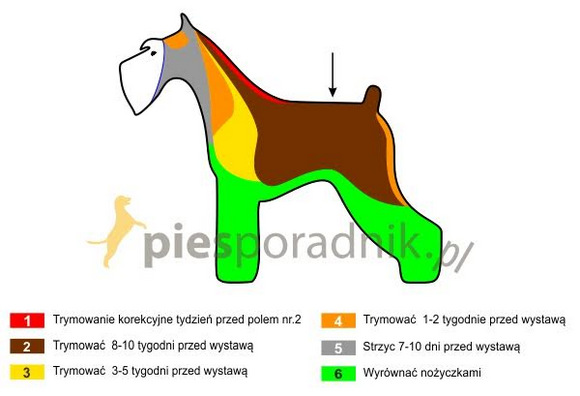 sznaucer pielęgnacja