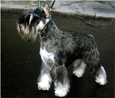 sznaucer pielęgnacja