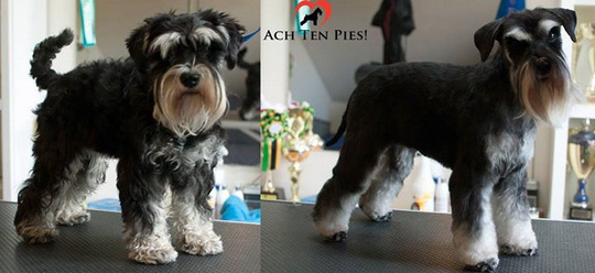 sznaucer pielęgnacja