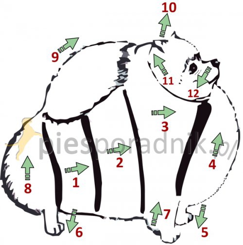 pomeranian charakterystyka i pielęgnacja