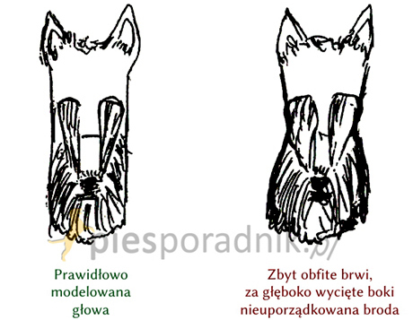 terier szkocki charakterystyka i pielęgnacja