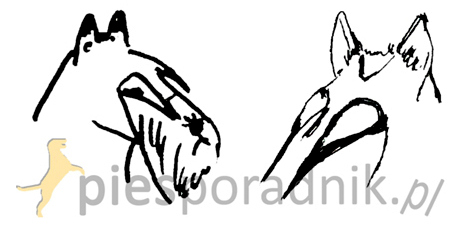 terier szkocki charakterystyka i pielęgnacja