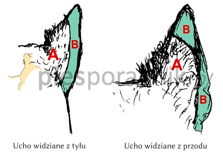 terier szkocki charakterystyka i pielęgnacja