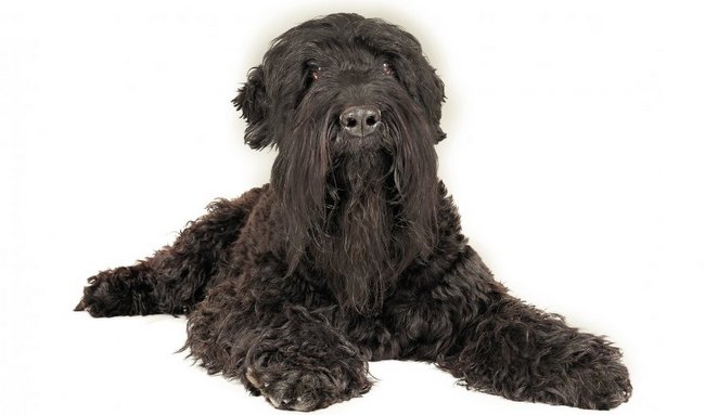 czarny rosyjski terier charakterystyka i pielęgnacja