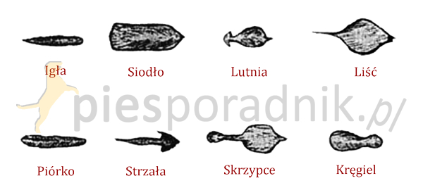 thai ridgeback charakterystyka i pielęgnacja