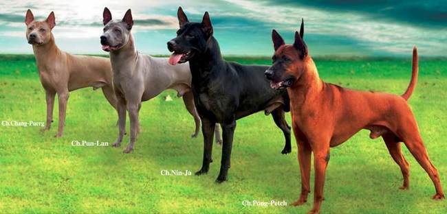 thai ridgeback charakterystyka i pielęgnacja