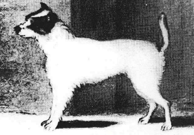 Parson Russel terrier charakterystyka i pielęgnacja