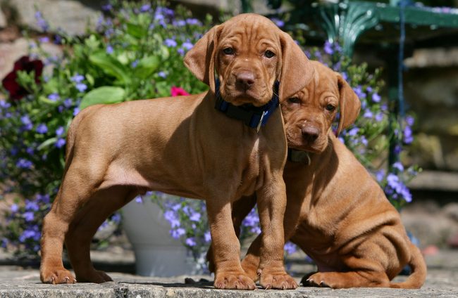 wyżeł węgierski charakterystyka i pielęgnacja 