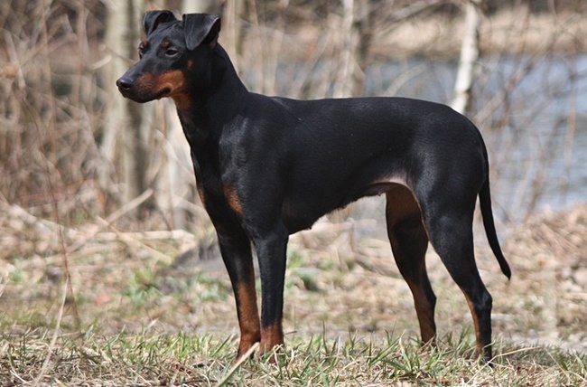 Manchester terrier charakterystyka i pielęgnacja