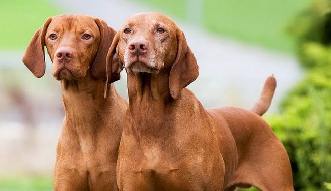 wyżeł węgierski charakterystyka i pielęgnacja 