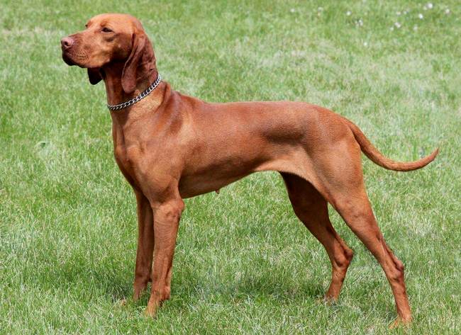 wyżeł węgierski charakterystyka i pielęgnacja