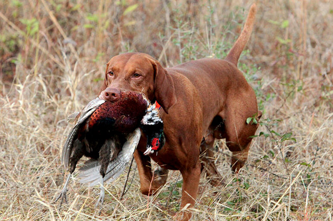 wyżeł węgierski charakterystyka i pielęgnacja 