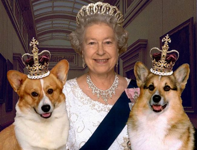 welsh corg pembroke charakterystyka i pielęgnacja 