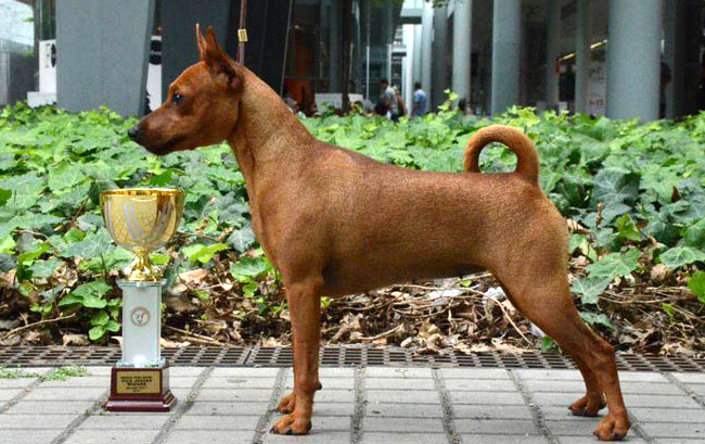 pinczer miniaturowy charakterystyka i pielęgnacja