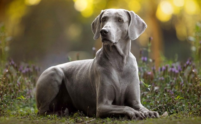 wyżeł weimarki charakterystyka i pielęgnacja 