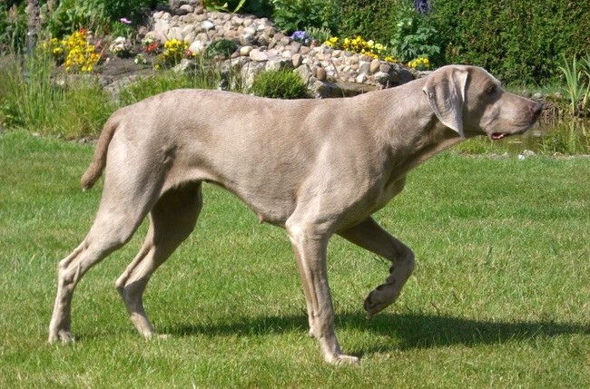 wyżeł weimarki charakterystyka i pielęgnacja