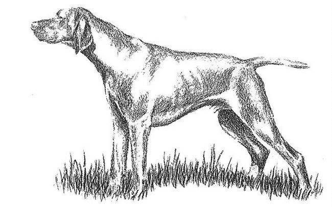 wyżeł weimarki charakterystyka i pielęgnacja