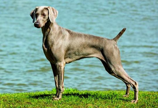 wyżeł weimarki charakterystyka i pielęgnacja