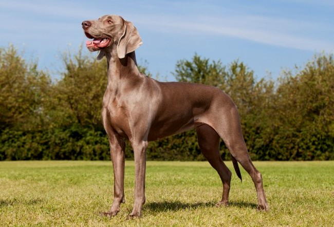 wyżeł weimarki charakterystyka i pielęgnacja