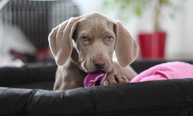 wyżeł weimarki charakterystyka i pielęgnacja