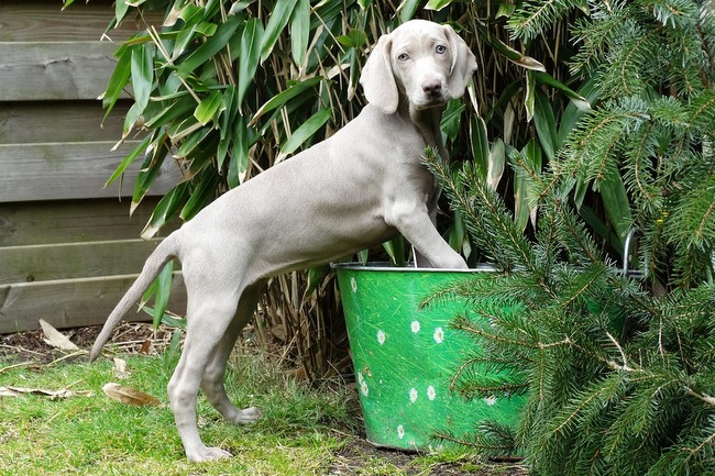 wyżeł weimarki charakterystyka i pielęgnacja