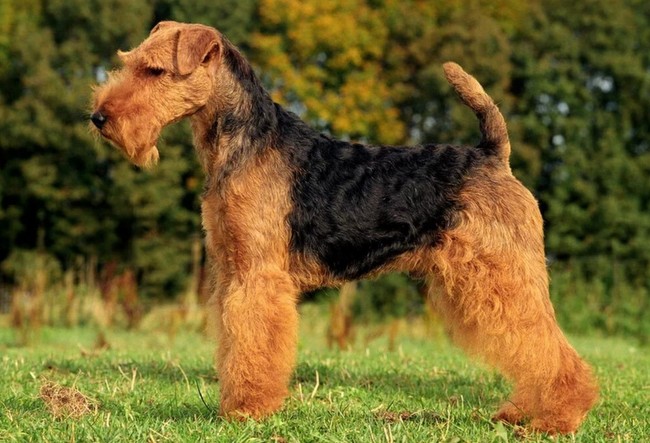 terier walijski charakterystyka i pielęgnacja