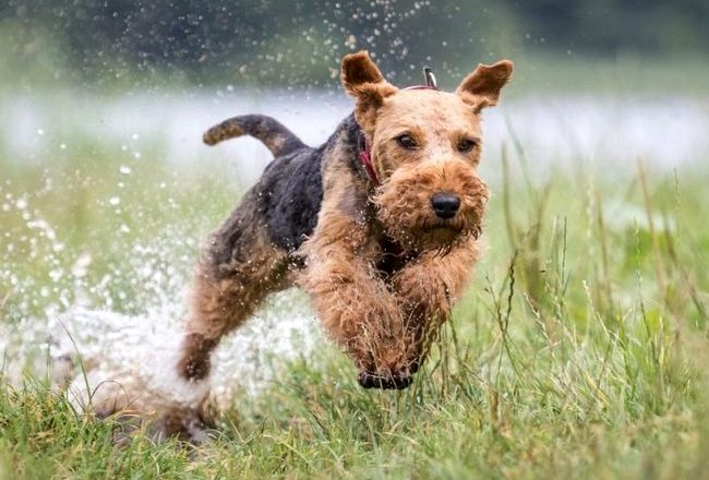 terier walijski charakterystyka i pielęgnacja