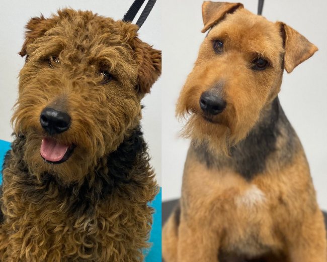 terier walijski charakterystyka i pielęgnacja