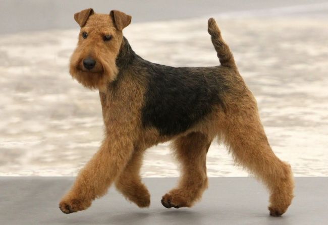 terier walijski charakterystyka i pielęgnacja