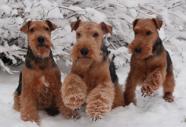 terier walijski charakterystyka i pielęgnacja 
