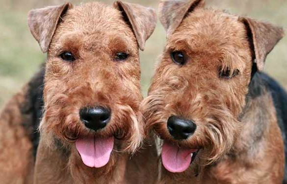 terier walijski charakterystyka i pielęgnacja