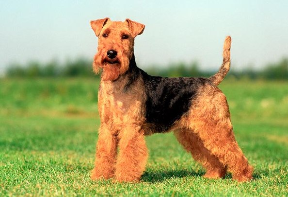 terier walijski charakterystyka i pielęgnacja