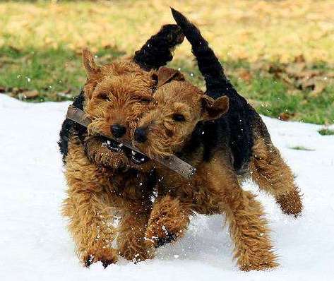 terier walijski charakterystyka i pielęgnacja 