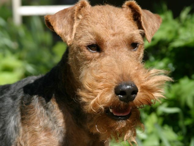 terier walijski charakterystyka i pielęgnacja