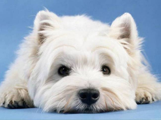 west highland white terrier charakterystyka i pielęgnacja