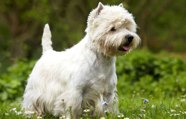 west highland white terrier charakterystyka i pielęgnacja
