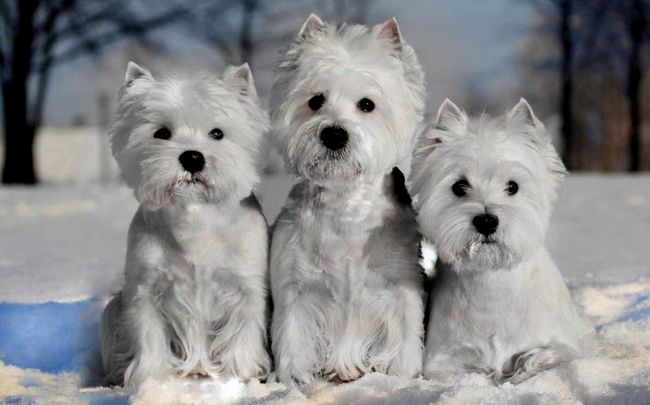 west highland white terrier charakterystyka i pielęgnacja
