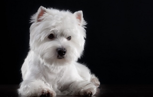 west highland white terrier charakterystyka i pielęgnacja