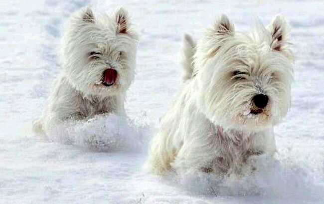 west highland white terrier charakterystyka i pielęgnacja