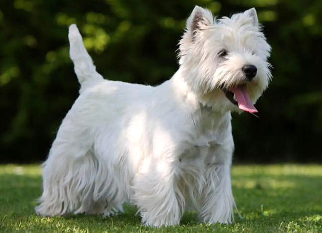 west highland white terrier charakterystyka i pielęgnacja